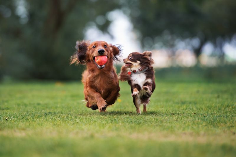 PRIOME Metabolic Health に関する ADM 臨床試験が Animals に掲載されました