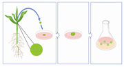 <i>Figure 2. Meristems are taken from the shoot of the plant and transferred to solid culture media for callus growth. Calli of a certain size are then transferred to liquid culture media</i>