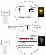 <i>Figure 5. Young cells can be thought of as having their “youth switch” turned on. Young cells have low levels of CpG methylation in the promoter region. As cells age, the promoters become progressively more methylated resulting in diminishment of gene transcription</i>