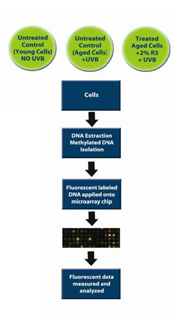 <i>Figure 8. Schematic diagram of the in vitro test methodology used to analyze ReGeniStem™ Red Rice’s effect on DNA methylation reduction</i>