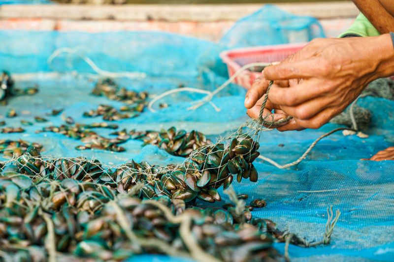 イングリッシュ・バイ・ネイチャー、SupplySide Global 2025でBlussel青貝パウダーをデビュー