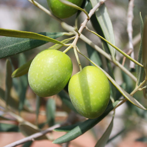 Revealed: the neuroprotective effect of olive fruit extract