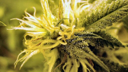 2015 poised to be another big year for the cannabis industry