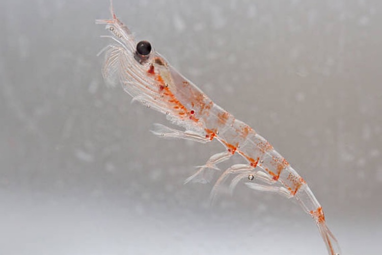 2017, a year of growth for Rimfrost Krill in Europe