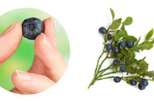 3DX-Bilberry: the new standard of bilberry extract
