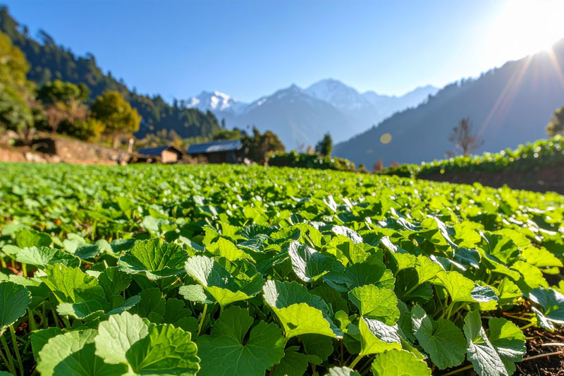 3H LABS introduces high-potency gotu kola to the US and Europe as an eye health ally