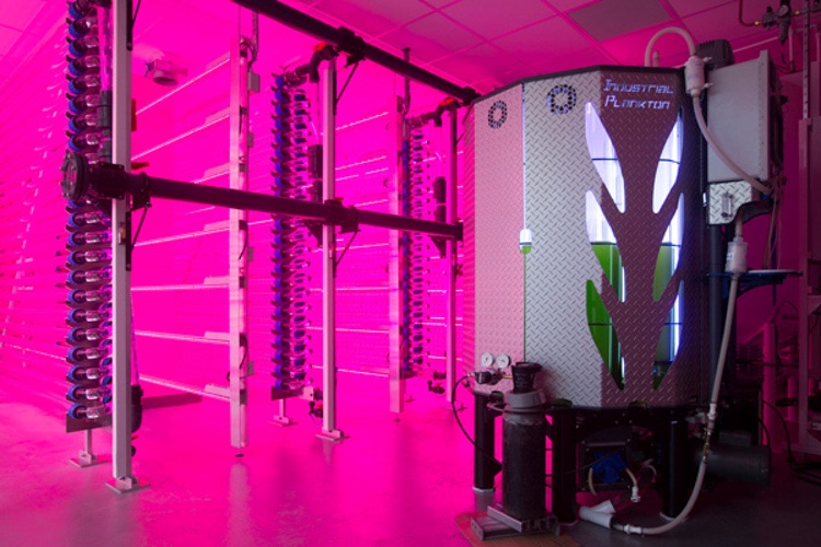 42 Technology assists commercial production of omega-3 oils
