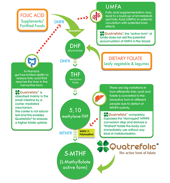 A brand-new Quatrefolic tool is available!
