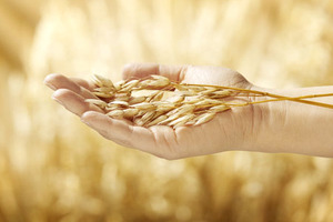 A cutting-edge innovation to boost oat exports