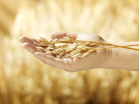 A cutting-edge innovation to boost oat exports