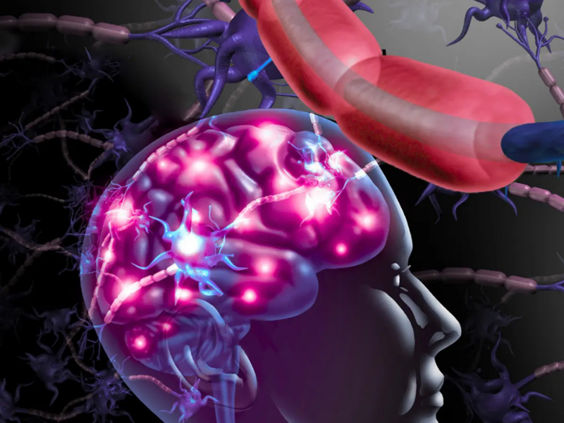 A first-of-its-kind human study suggests mental well-being may start in the gut