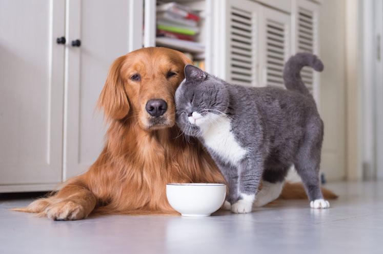 A functional ingredient approach to weight management in companion animals
