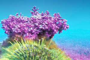 A marine multimineral complex for digestive health