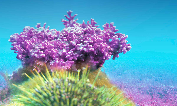 A marine multimineral complex for digestive health