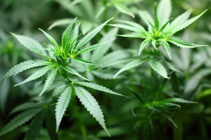 Abattis Bioceuticals acquires cannabis producer Gabriola Green Farms