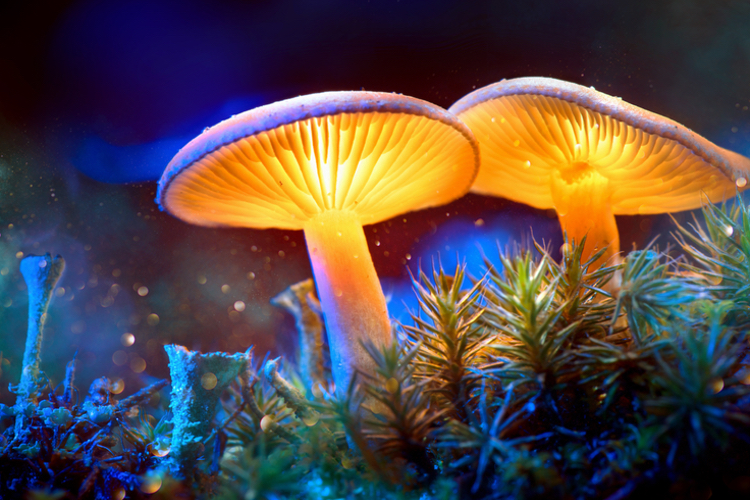 Absolem enters mushroom extraction joint venture 