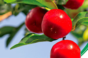 Acerola: Your highest natural source