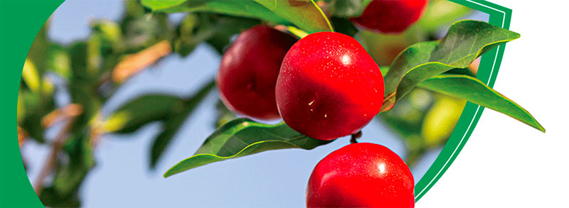 Acerola: Your highest natural source