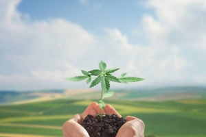 ACI novel food applications validated