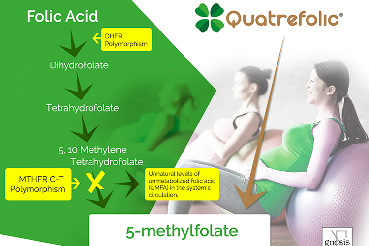Active folate vs folic acid