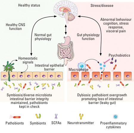 Addressing stress and anxiety with probiotics