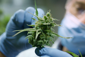 Addressing toxicological concerns for CBD products