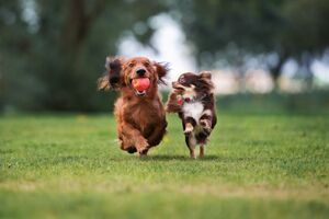 ADM clinical trial on PRIOME Metabolic Health published in Animals