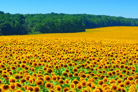 ADM enhances naturally sourced vitamin E range 