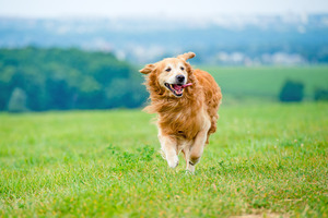 ADM expands pet postbiotics portfolio with PRIOME Joint Health