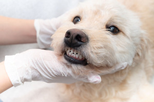 ADM postbiotic supports canine oral health