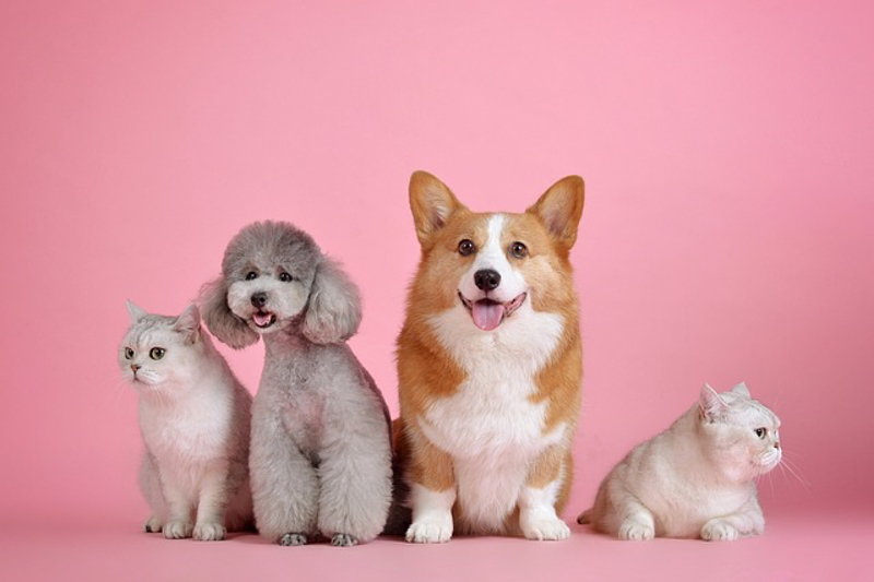 ADM unveils pet health solutions in EMEA