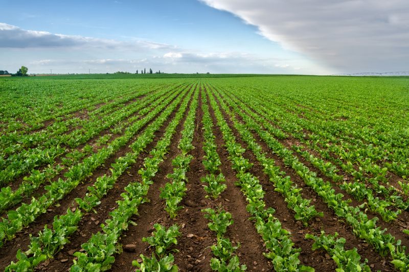 ADM surpasses 5 million regenerative agriculture acreage goal according to annual report