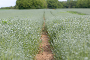 Ahiflower Oil: Sustainable from soil to oil