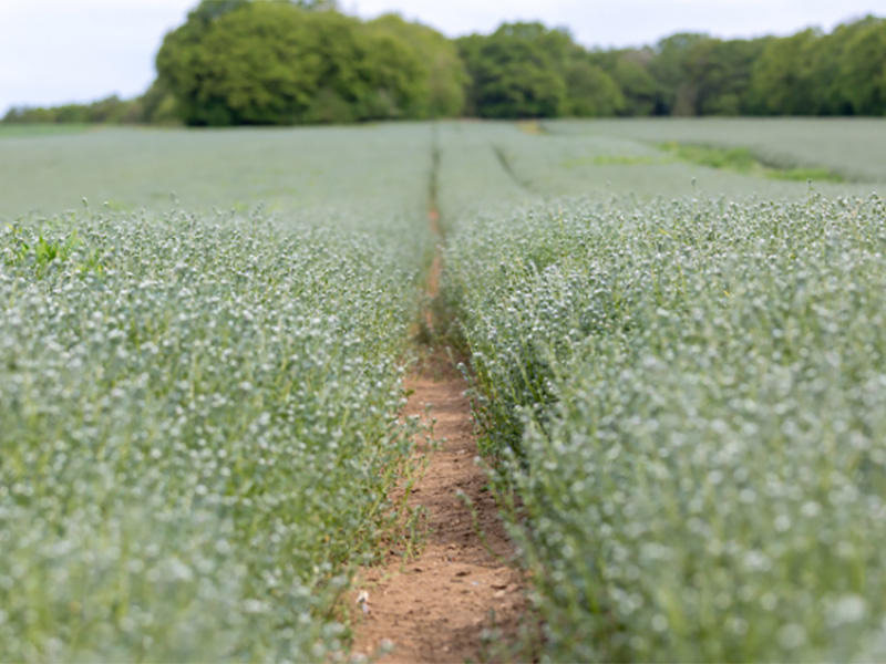 Ahiflower Oil: Sustainable from soil to oil