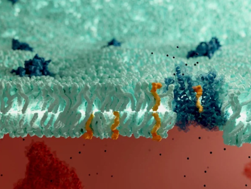 Aker BioMarine achieves NDI status for brain health ingredient