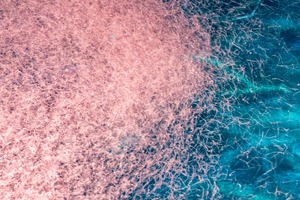 Aker BioMarine acquires all krill-related patents from Acasti Pharma
