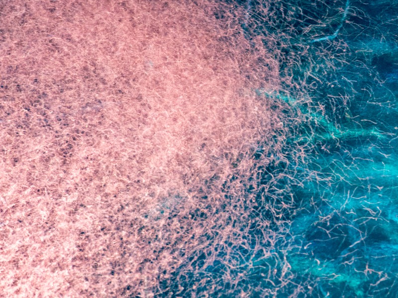 Aker BioMarine acquires all krill-related patents from Acasti Pharma
