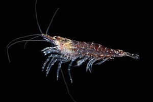 Aker BioMarine and Neptune negotiate $34 million transaction 