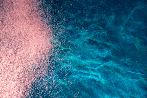 Aker BioMarine enters into research collaboration for Alzheimer’s