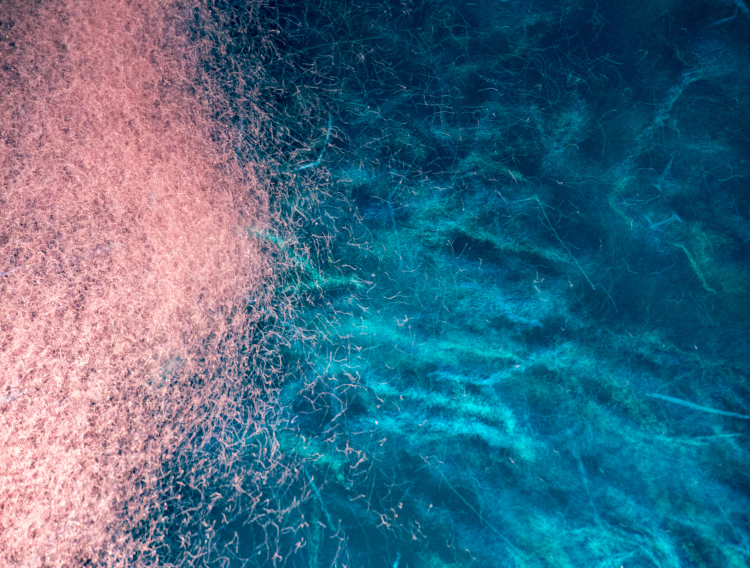 Aker BioMarine enters into research collaboration for Alzheimer’s