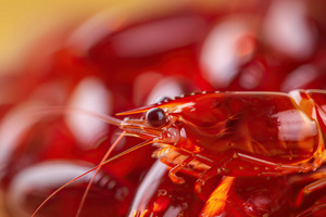 Aker BioMarine partners with SK Chemtrade to expand krill portfolio