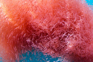 Aker BioMarine recognised as the "World's Most Innovative Company"
