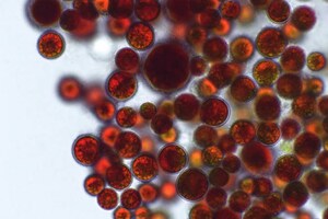 Algae Health publishes astaxanthin source comparison paper
