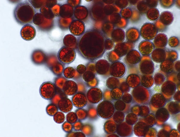 Algae Health publishes astaxanthin source comparison paper