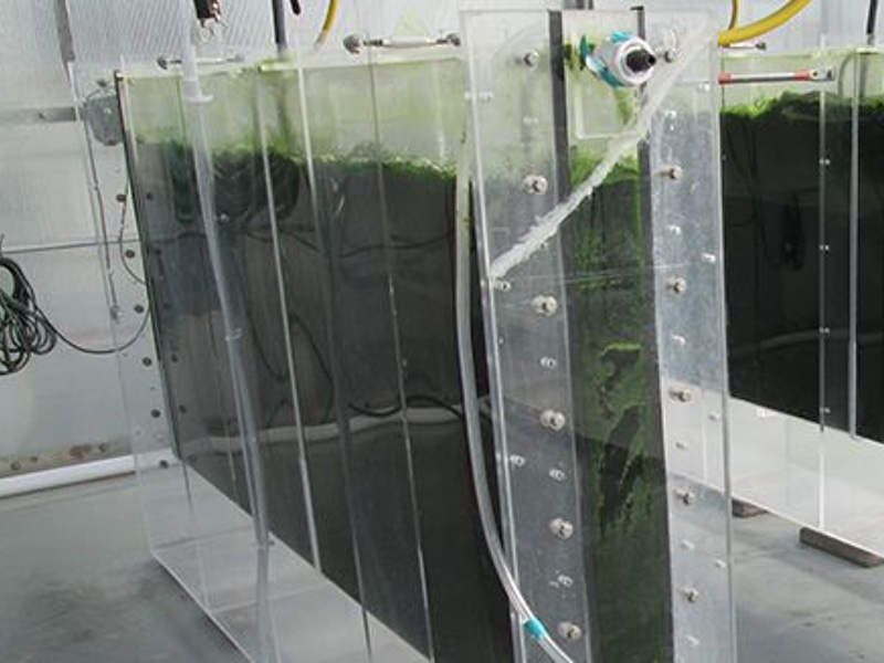 Algal ingredient specialist ZIVO makes partnership for production and distribution