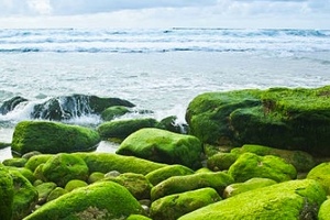 Algalif achieves non-GMO project verification for astaxanthin ingredient 