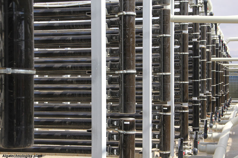 Algatech launches Fucovital, a fucoxanthin from microalgae 
