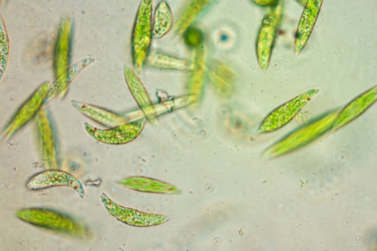 Algatech licenses technology to optimise beta-glucans extraction