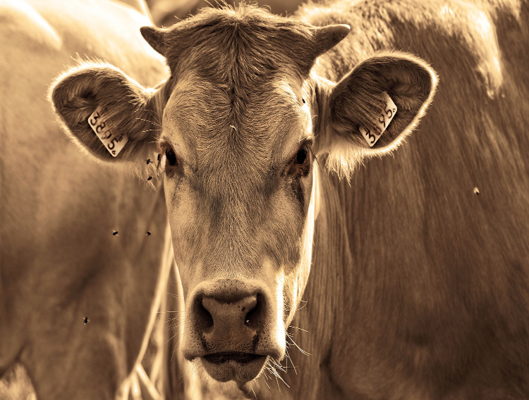 All Valio dairy farms now receiving sustainability bonus