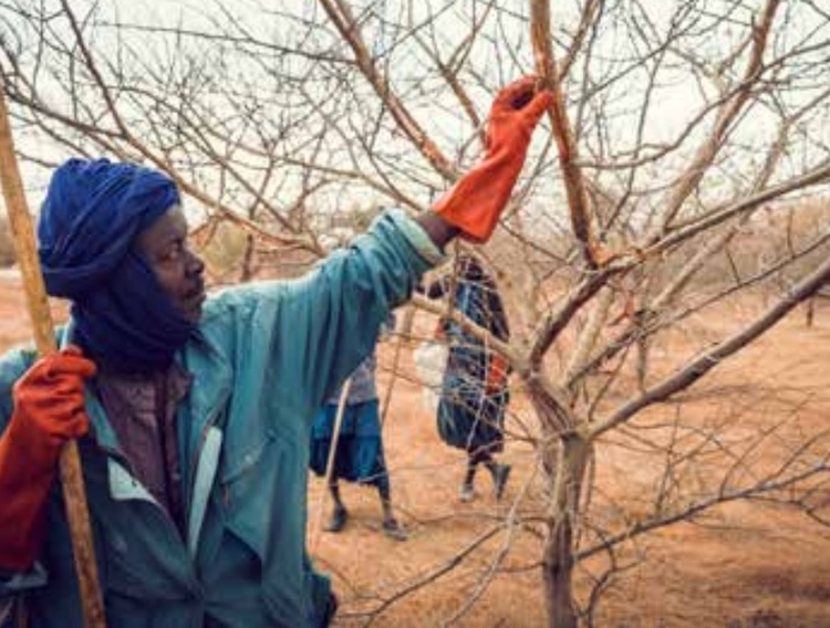 Alland and Robert launches acacia tree planting initiative